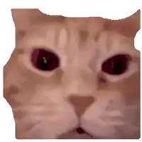 a pixelated image of a cat 's face with a white background