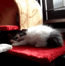 a white and gray cat laying on a red blanket