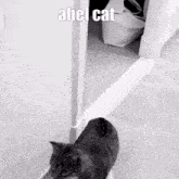 Abel Cat Ki Cat GIF - Abel Cat Abel Ki Cat GIFs
