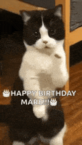 a black and white cat is standing on its hind legs and says happy birthday mare .