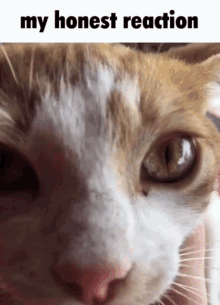 Cat Cat Meme No Cap GIF - Cat Cat Meme No Cap Car Reaction Honest GIFs