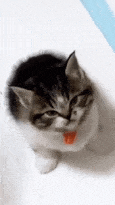 a small kitten with a red tongue sticking out .