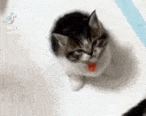 Cat Angry Cat GIF