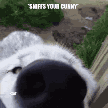Cunny Dog GIF - Cunny Dog Cute GIFs