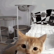 Cat Slap Cat GIF - Cat Slap Cat Slap Camera GIFs