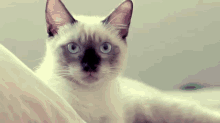Meow GIF - Cat Cute Adorable GIFs