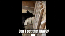 Can I Pet That Dog That Dawg GIF - Can I Pet That Dog That Dawg Dawg GIFs