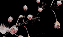 Blooming Flowers Cherokee Roses GIF - Blooming Flowers Cherokee Roses GIFs