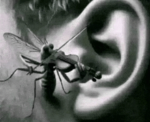 a black and white drawing of a fly playing a violin in a person 's ear