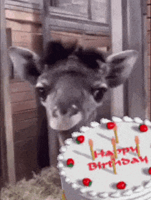 Happy Birthday Birthday Cake GIF - Happy Birthday Birthday Cake Giraffe GIFs