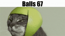 Balls Balls 67 GIF - Balls Balls 67 Cat GIFs