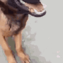 Desconfiado Doguinho GIF - Desconfiado Doguinho Cachorro GIFs