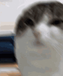 Wawa Cat GIF