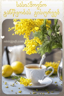 Mimosa Morning GIF