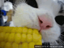 cat cute cat cat eating corn yum