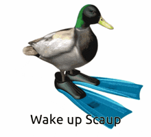 Scaup Duck GIF - Scaup Duck Wake Up GIFs