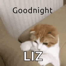 Goodnight Kitty GIF - Goodnight Kitty GIFs