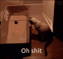 Oh Shit What Are You Doing GIF - Oh Shit What Are You Doing Cat GIFs