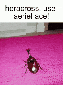 a picture of a beetle on a pink surface with the caption " heracross use ariel ace "