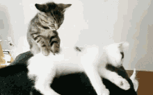 Cats Massage GIF - Cats Massage Cute GIFs