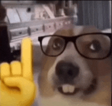 Nerd Dog GIF - Nerd Dog Glasses GIFs