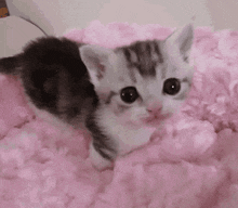a kitten is laying on a pink blanket .