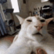 Glopnar Cat GIF
