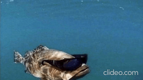 Fishspin Sunglasses GIF - Fishspin Fish Sunglasses - Discover & Share GIFs