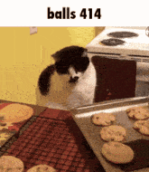 a black and white cat is looking at a tray of cookies on a table