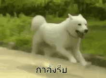 หมาวิ่ง มาแล้ว หมา รีบ GIF - Dog Run Running Dog Im Coming GIFs