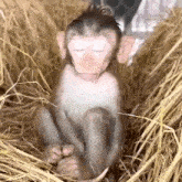 Monkey Kimichkis Monkey GIF - Monkey Kimichkis Monkey Kimi Monkey GIFs