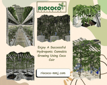 Enjoy A Successful Hydroponic Cannabis Growing Using Coco Coir GIF - Enjoy A Successful Hydroponic Cannabis Growing Using Coco Coir GIFs