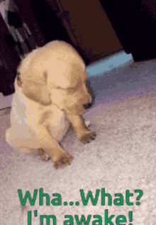 Sleepy Head GIF