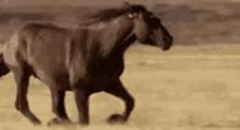 Horse Running Horse GIF - Horse Running Horse Runaway GIFs