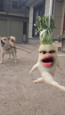 a dog on a leash looks at a radish that has a face on it