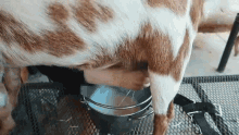 Milking Lydia Wolford GIF - Milking Lydia Wolford Weed Em And Reap GIFs