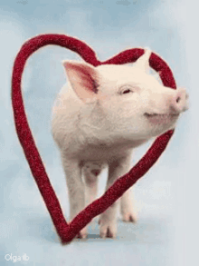 Pig Hearts GIF