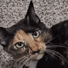 a close up of a cat with green eyes