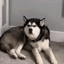 What Confused GIF - What Confused Dog GIFs