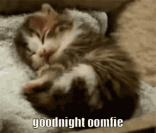 Goodnight Oomfie GIF - Goodnight Oomfie Cat GIFs