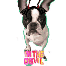 Im The Devil Frenchies GIF - Im The Devil Frenchies Frenchbulldog GIFs