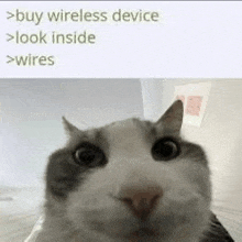 a close up of a cat 's face with the words `` buy wireless device look inside wires '' .