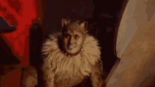 Catackles GIF - Catackles GIFs
