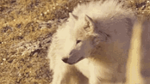 Wolf Animal GIF - Wolf Animal White Fur GIFs