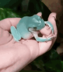 Frog Frogs GIF - Frog Frogs Bite GIFs