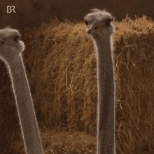 Ostrich Friends GIF