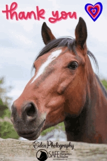 Oden Photography Safe A Forgotten Equine GIF