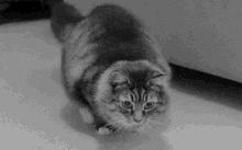 Cat Wiggle GIF - Cat Wiggle Pounce GIFs