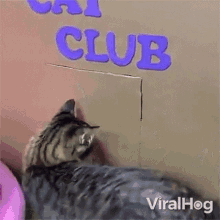 Welcome To The Cat Club Viralhog GIF - Welcome To The Cat Club Viralhog Entering The Cat Club GIFs