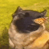 Dog Nose Butterfly GIF - Dog Nose Butterfly Dog GIFs